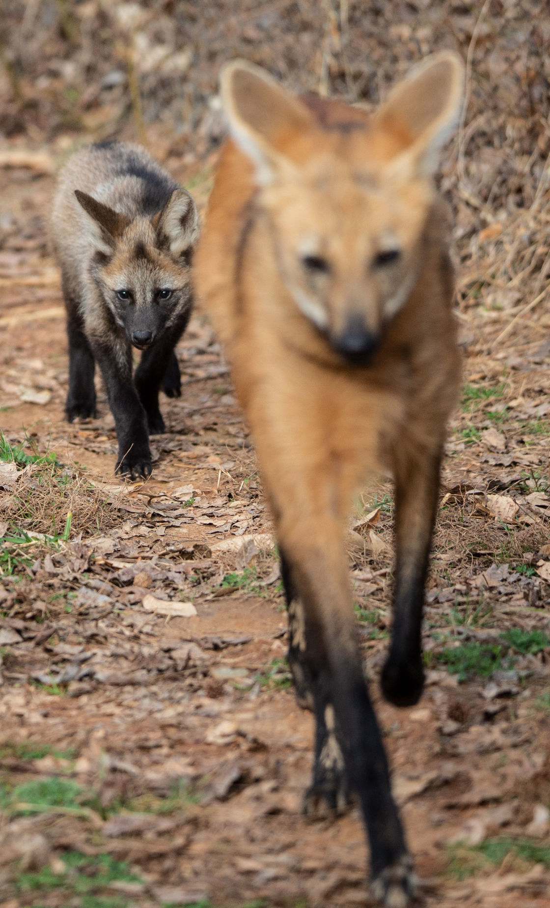 Maned Wolf Pups